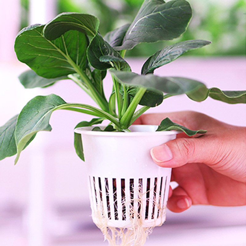 Sistema de plantación ydroponi - Smart Home Automation Diy reseña y precio